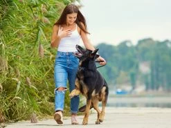 Dog Training Collar With Remote Premium -Gardena Store 000bom tcolp dog training collar with remote premium t700 insitu cropped