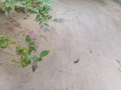 Biojute Biodegradable Ground Cover 350gsm 1m X 20m 10 Biojute Biodegradable Ground Cover 350gsm 1m X 20m -Gardena Store 56979 biojute biodegradable ground cover 350gsm 1m x 20m 3