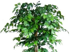 Artificial Tree Weeping Fig Ficus 180cm -Gardena Store 910041 artificial tree weeping fig ficus 180cm 0610080101a 2c