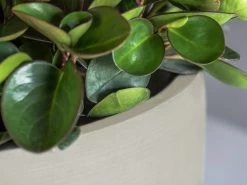 Ronda Fiberstone Planter Cream 21L