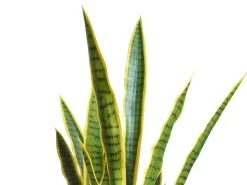 Artificial Plant Mother-In-Law’s Tongue 100cm