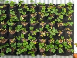 Wall Hung Planter Non-Woven 36 Pocket - 2 Pack 9 Wall Hung Planter Non-Woven 36 Pocket - 2 Pack -Gardena Store 938859 wall hung planter non woven 36 pocket 2 pack 3b