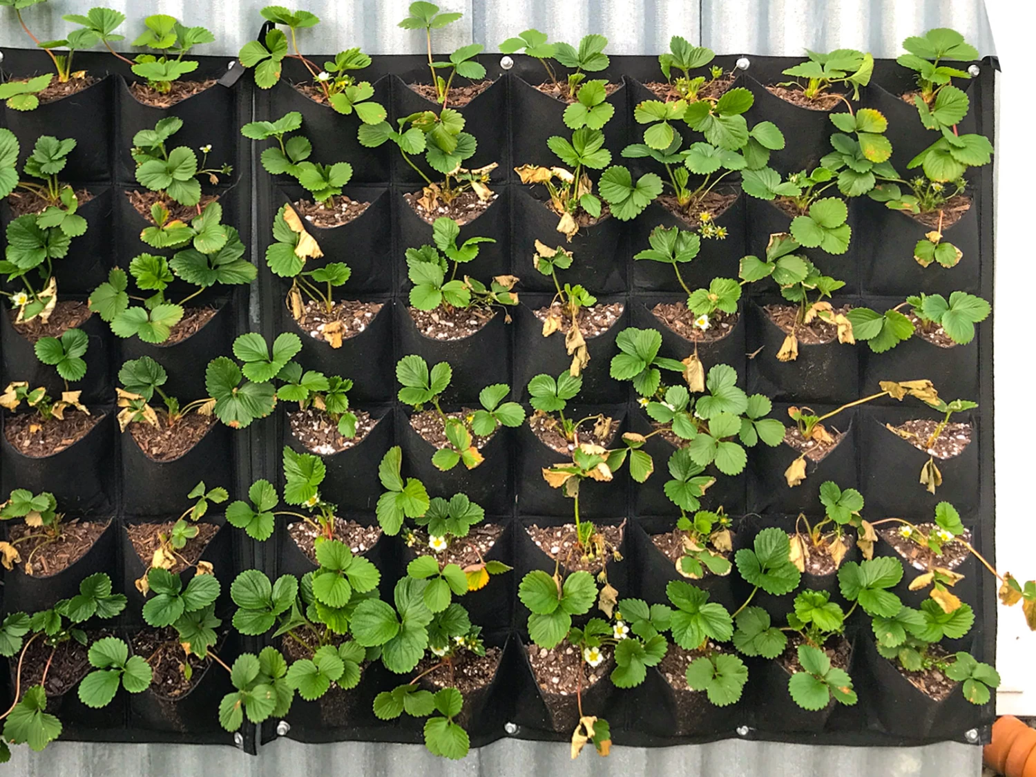 Wall Hung Planter Non-Woven 36 Pocket - 2 Pack 5 Wall Hung Planter Non-Woven 36 Pocket - 2 Pack - Image 3