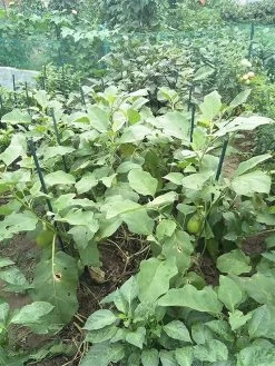 Garden Stakes 1200mm X 16mm - 25 Pack -Gardena Store 964110 garden stakes 1200mm x 16mm 25 pack 4