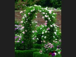 Garden Arch Steel Siene -Gardena Store 968542 garden arbour steel edwardian recovered 10