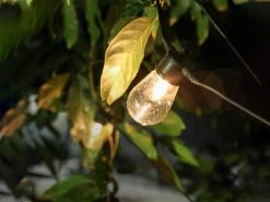 Solar Party Lights 10m With 10 Bulbs