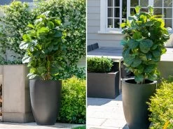 Classica Fiberstone Planter Black 195L 11 Classica Fiberstone Planter Black 195L -Gardena Store classica fiberstone planter 195l 2b