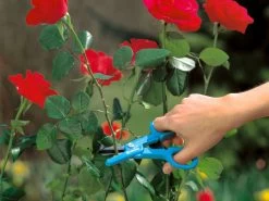Gardena Rose Gatherer Secateurs -Gardena Store g359 gardena rose gatherer secateurs 2
