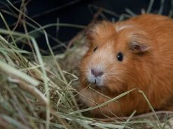 Topflite Meadow Hay 6kg 7 Topflite Meadow Hay 6kg -Gardena Store mead6 topflite meadow hay 6kg 4