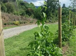 Cosio Polyester Crop Support Line 2.6mm 200m -Gardena Store pet2.6mini2 polyester crop support line 2.6mm 200m 3