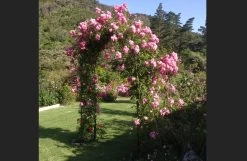 Garden Arch Steel Siene -Gardena Store steelarchcustomerpic